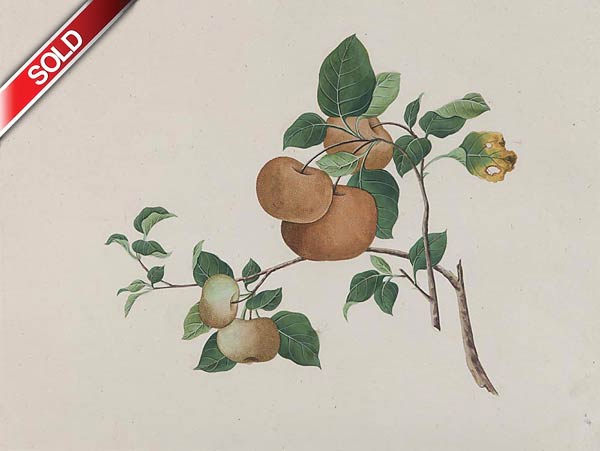 Fruiting Branch, Chinese Artist, Watercolour on paper, 19th century, 30 x 40 cms