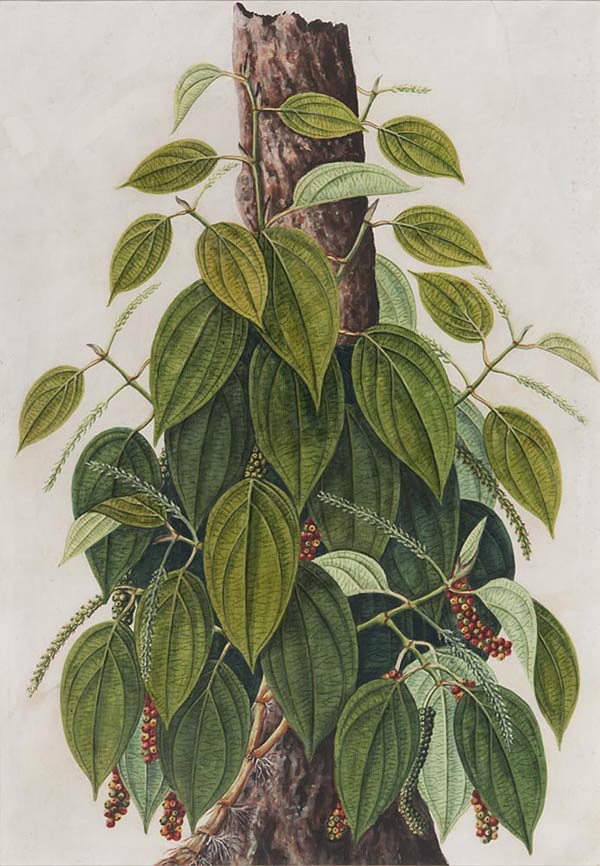 Pepper Plant, Sita Ram, Flourished 1810 – 1822, Circa 1820, Watercolour, 46 x 32 cms